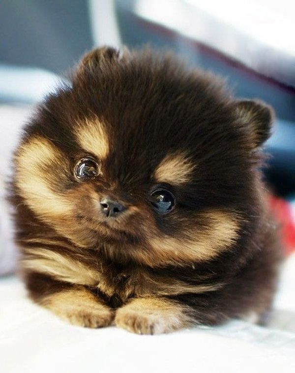 This Teacup Pomeranian Is The Cutest Thing Ever