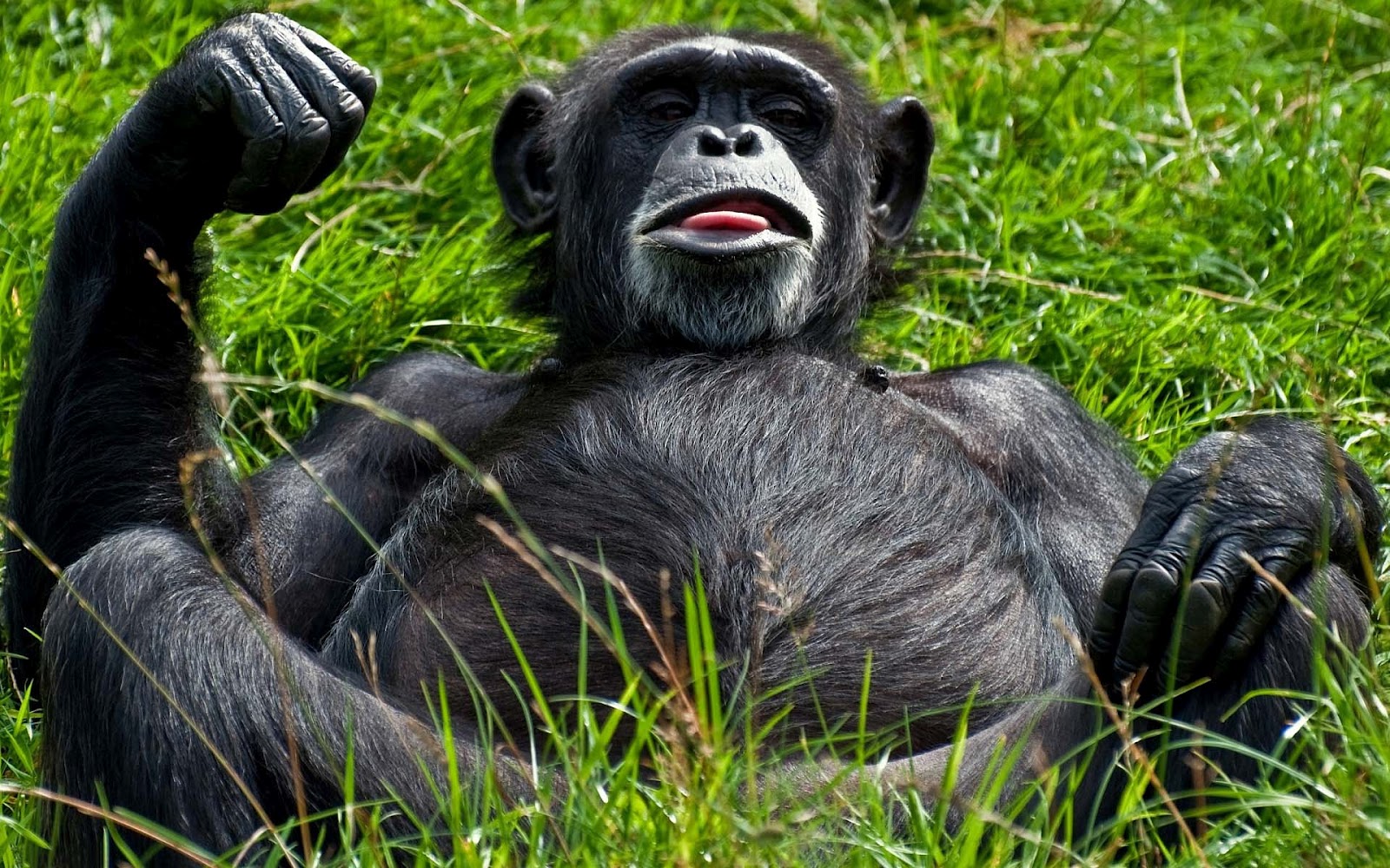 Monkey Wallpaper With A Resting In The Green Grass HD Monkeys