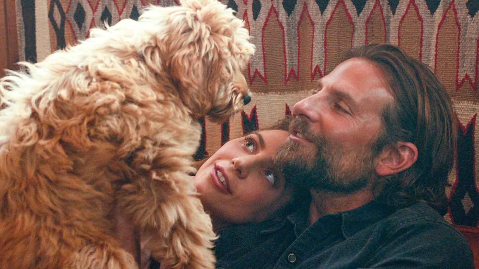 Bradley Cooper S Dog Charlie Merits Oscar For A Star Is Born