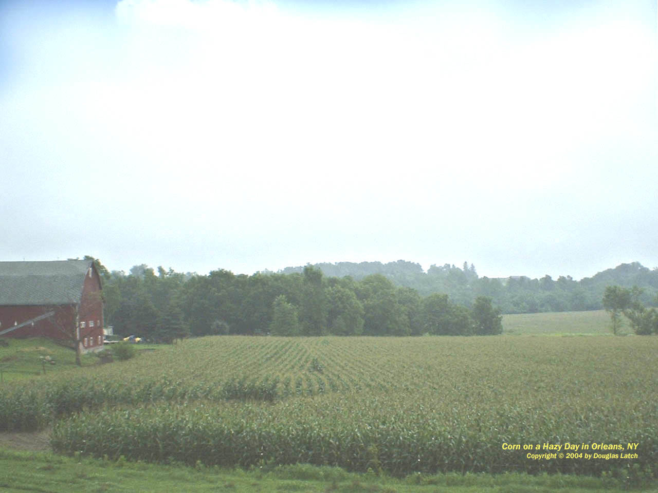 The Corn Is Ready To Pick In Orleans