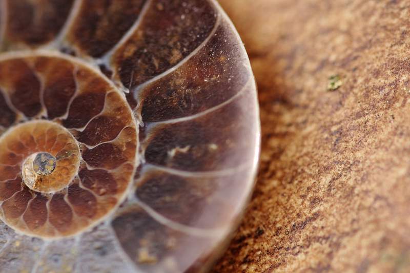 Ammonite Image Wallpaper