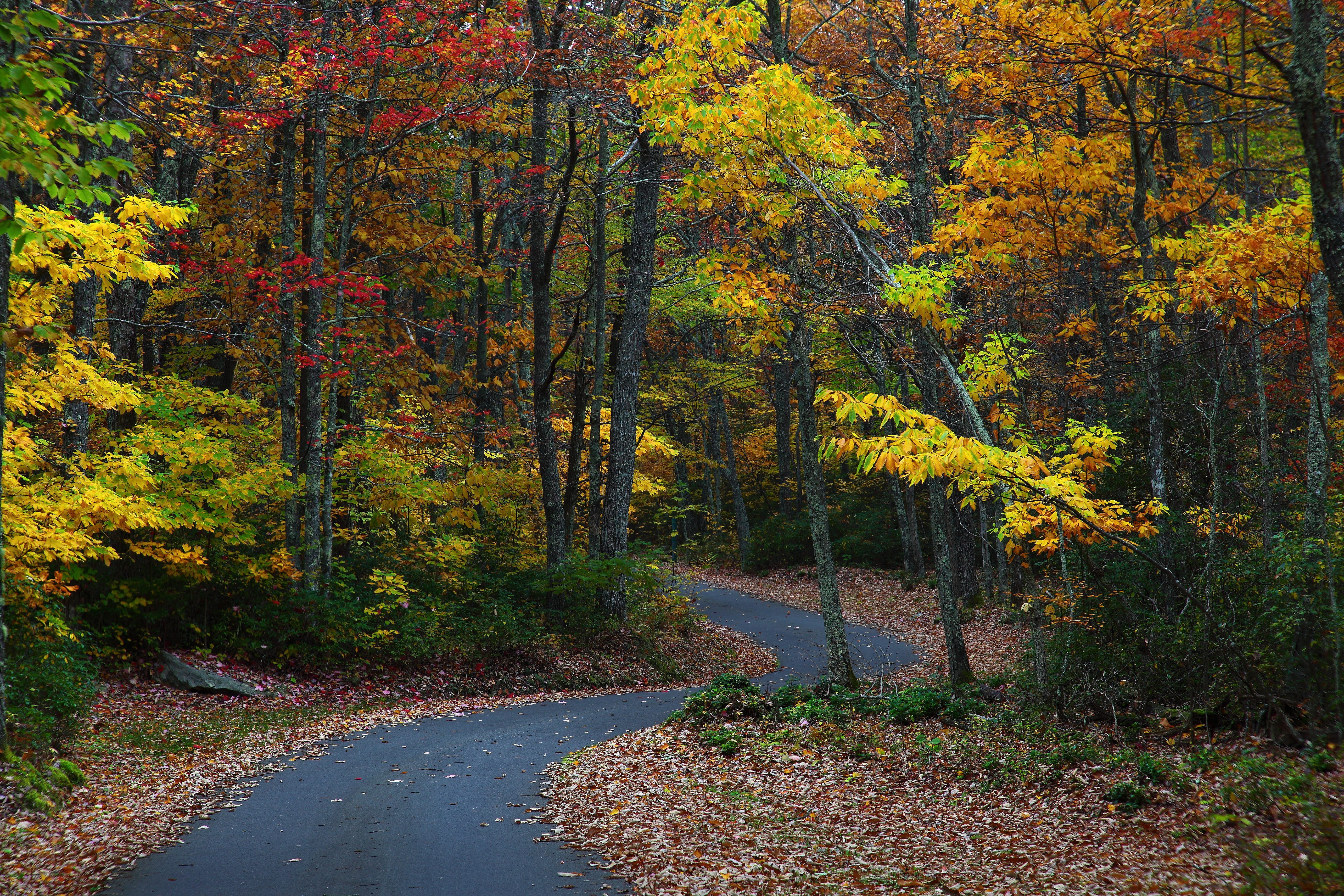 Fall Foliage Wv Winding Country Road Nature Pictures