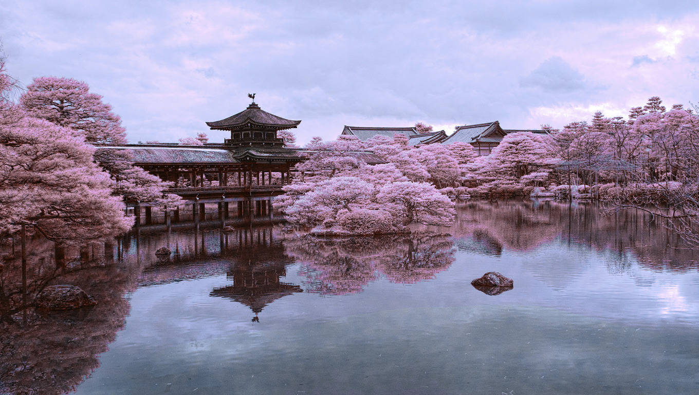Kyoto Sakura Pond Mootqeoti7pl2sn0 Wallpaper