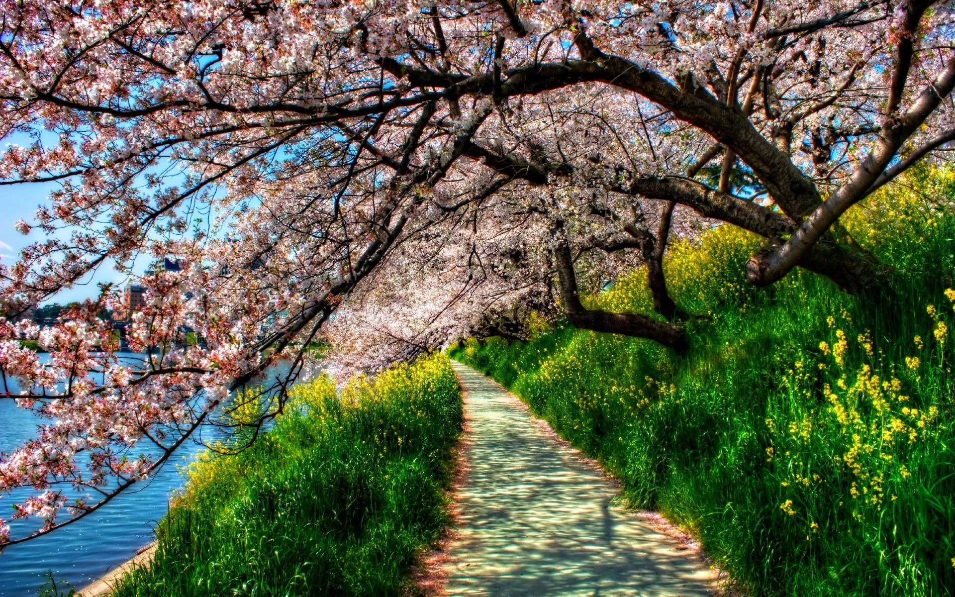 Blooming Cherry Tree Near Lakeside Wallpaper