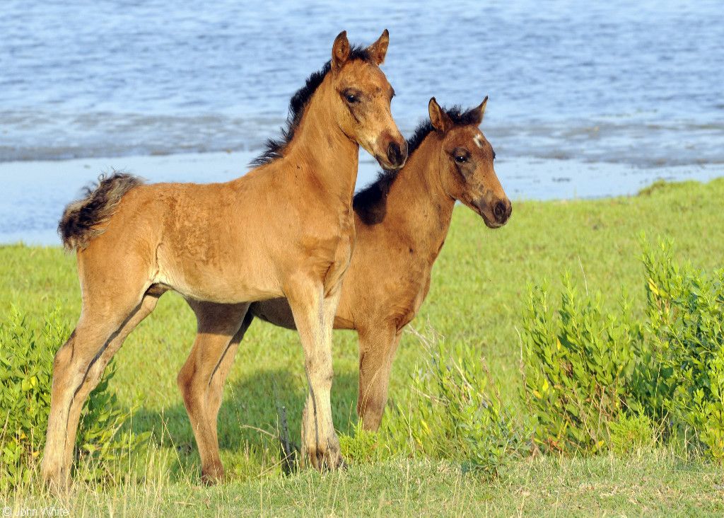 Wild Baby Ponies Chincoteague Horses Pony