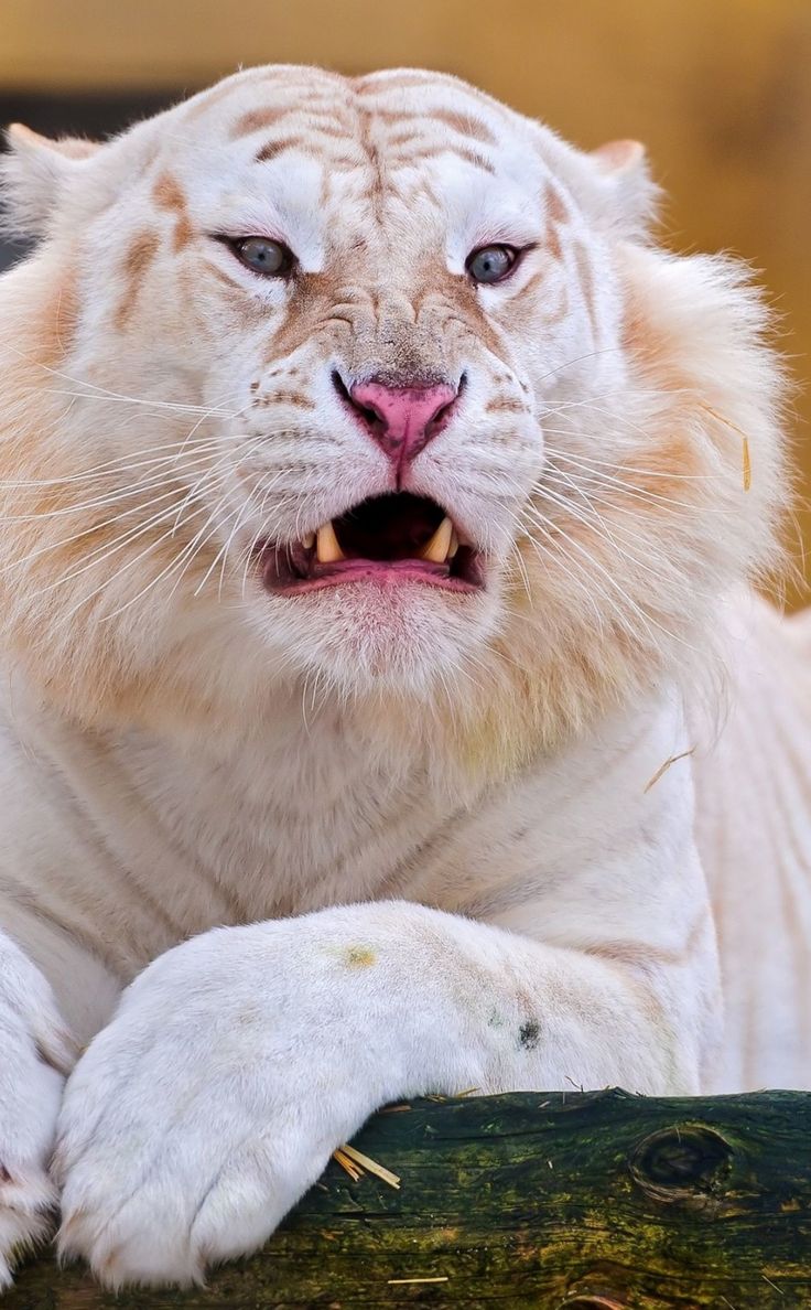 Angry predator white tiger 950x1534 wallpaper Animals