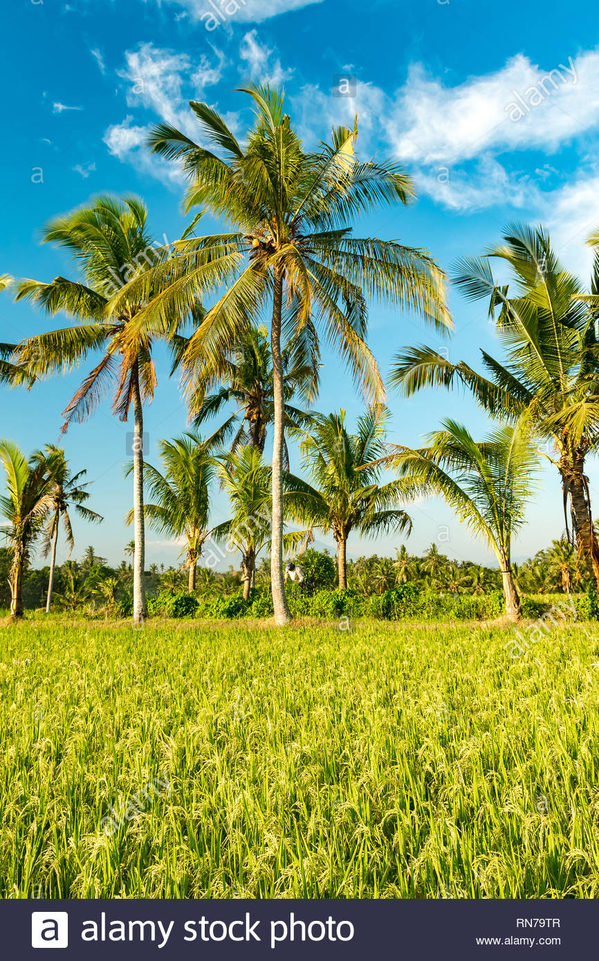 Free download Beautiful rice field with coconut palms in background