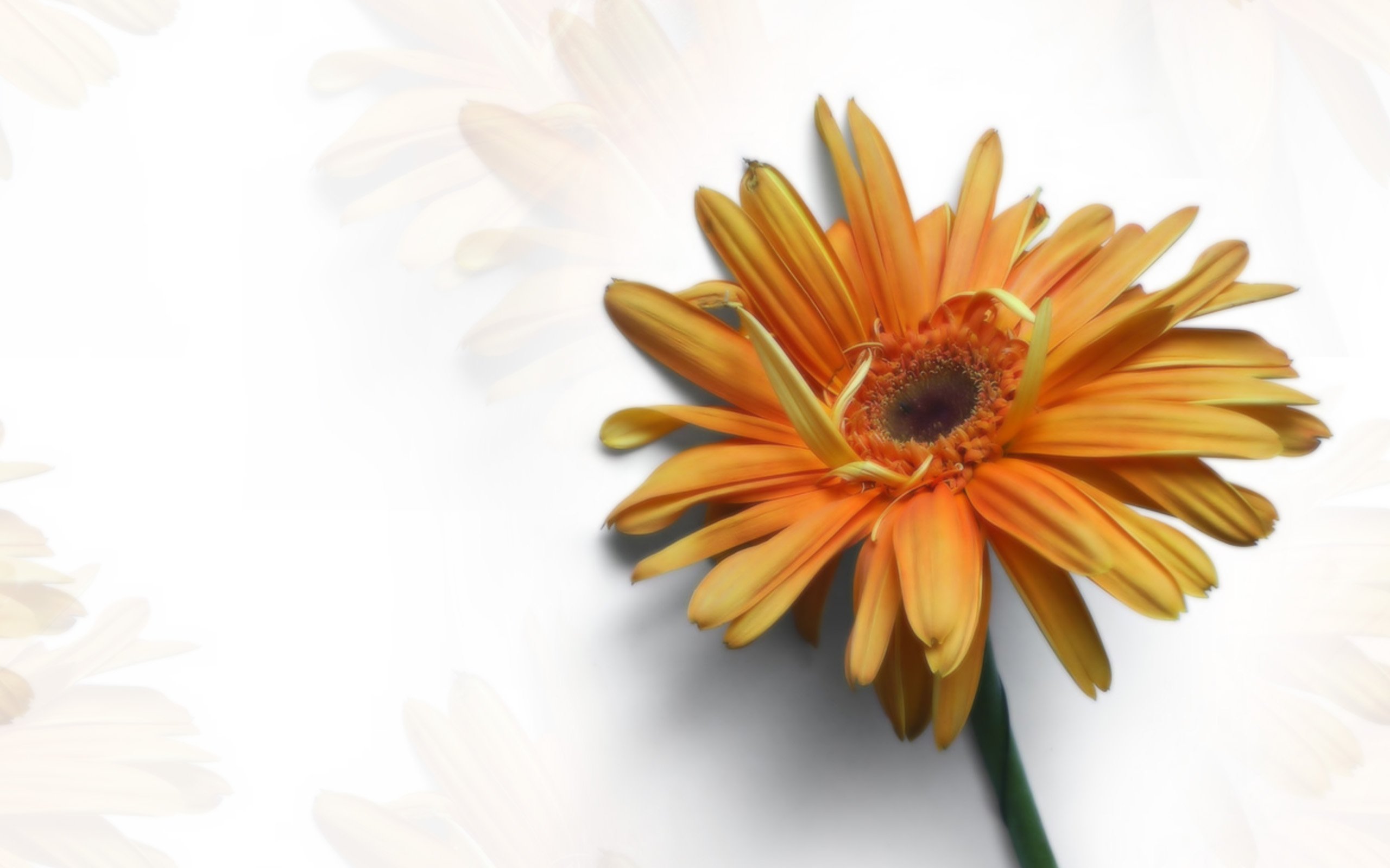 Gerber Daisy Wallpaper Related Keywords amp Suggestions 2560x1600