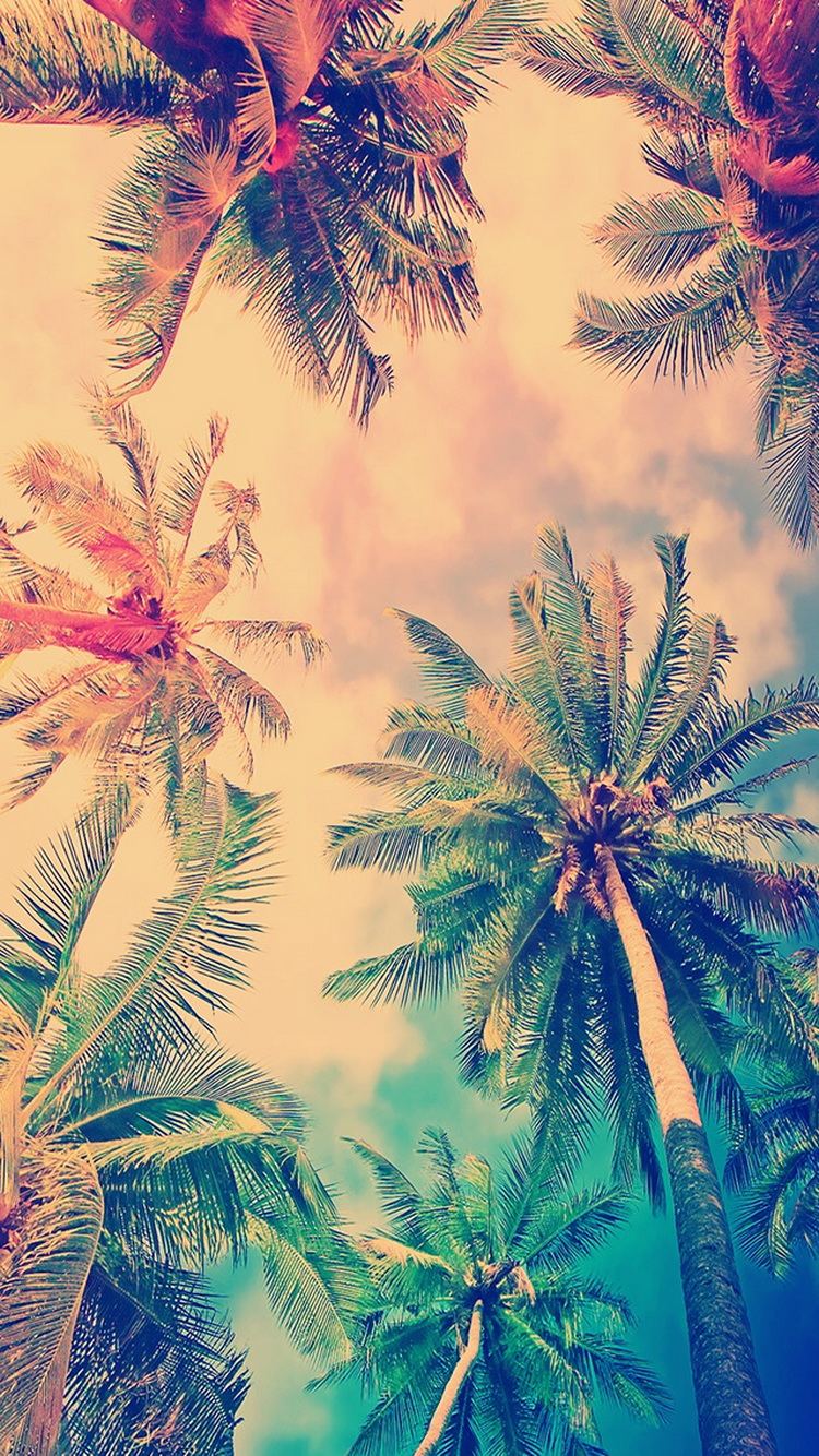 Nature Coconut Tree Sky iPhone Wallpaper