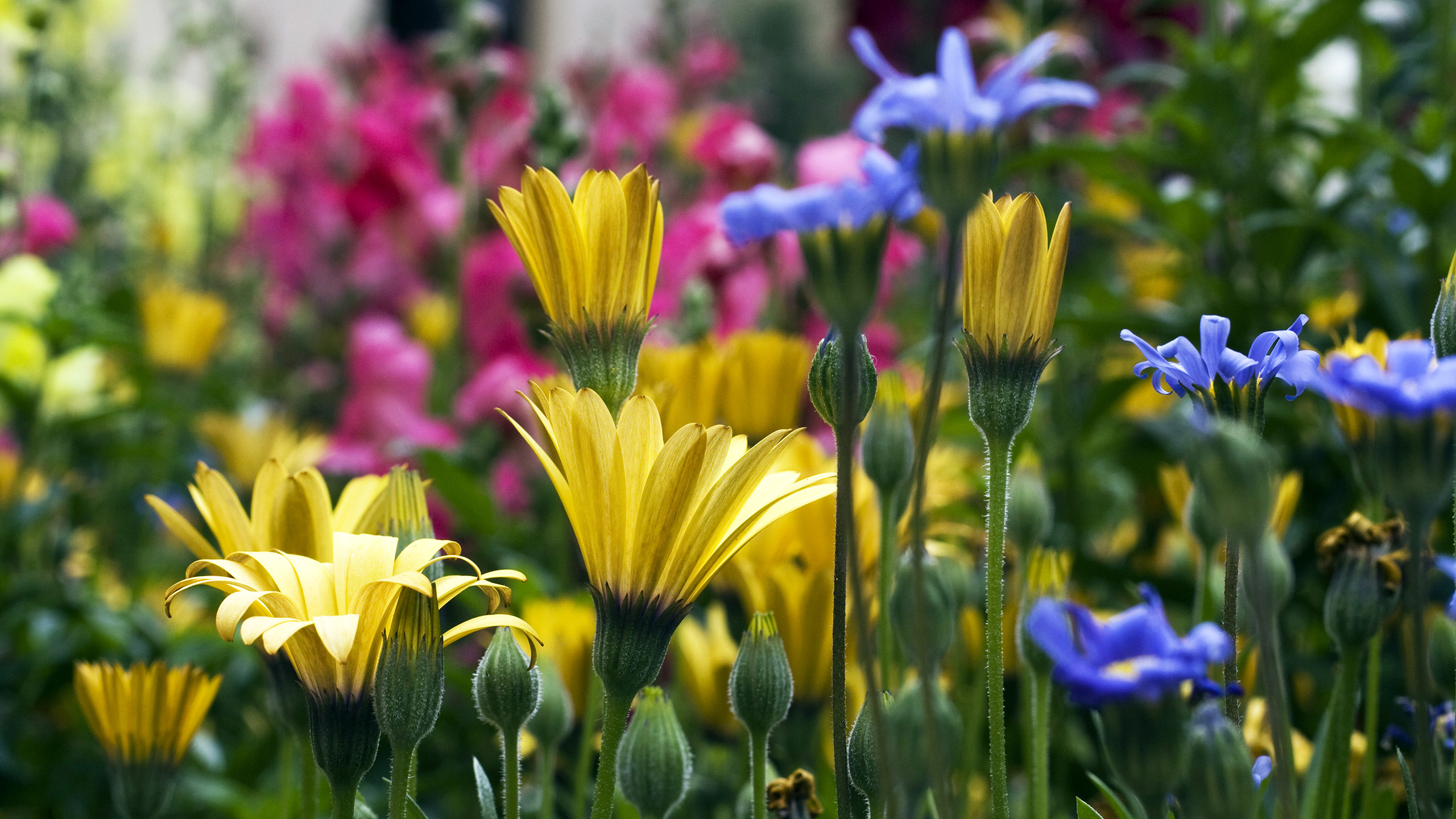 Yellow Blue And Pink Flowers Wallpaper Image