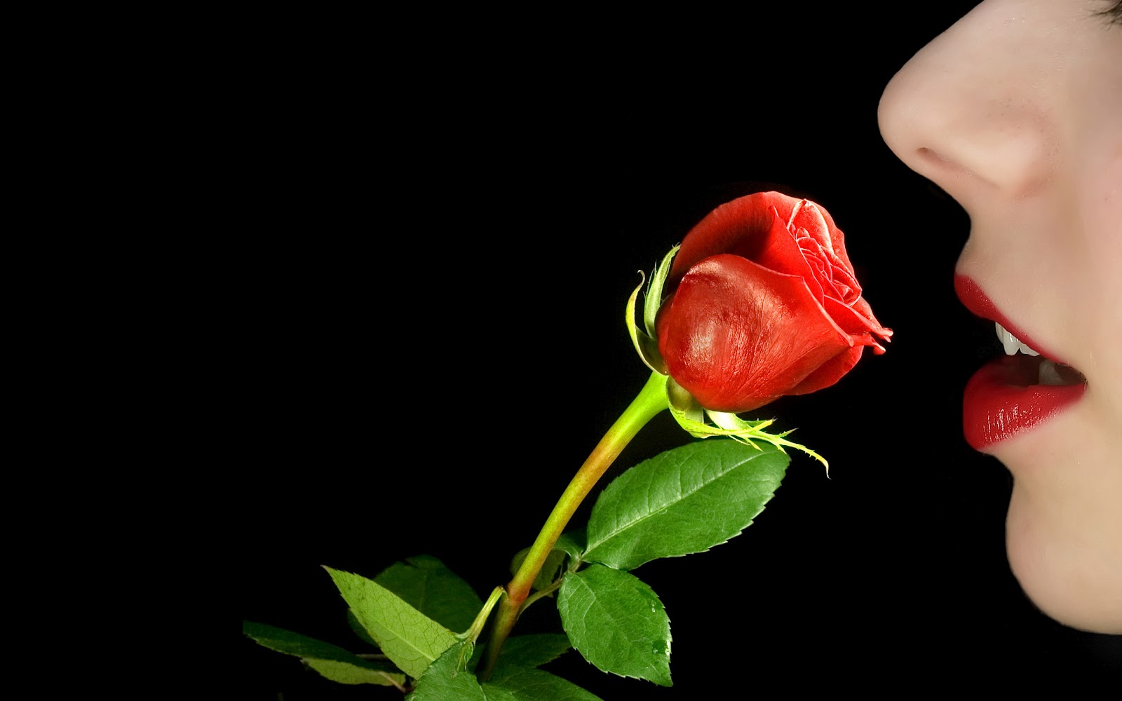 Valentine S Day Romantic Rose HD Desktop Wallpaper