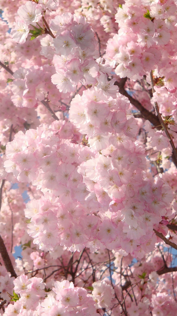 Pink Cherry Blossoms Wallpaper For iPhone