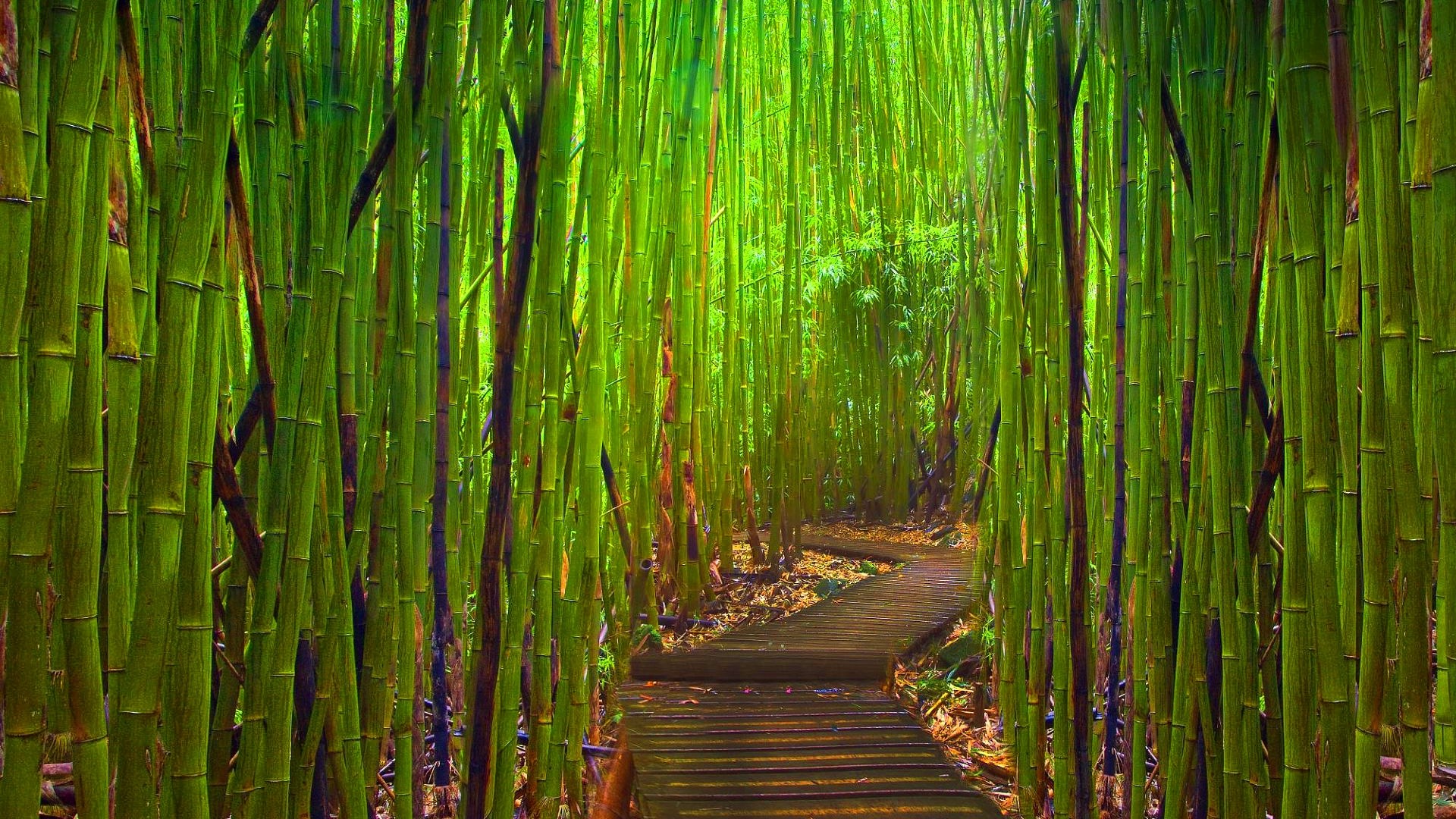 Bamboo Desktop Wallpaper