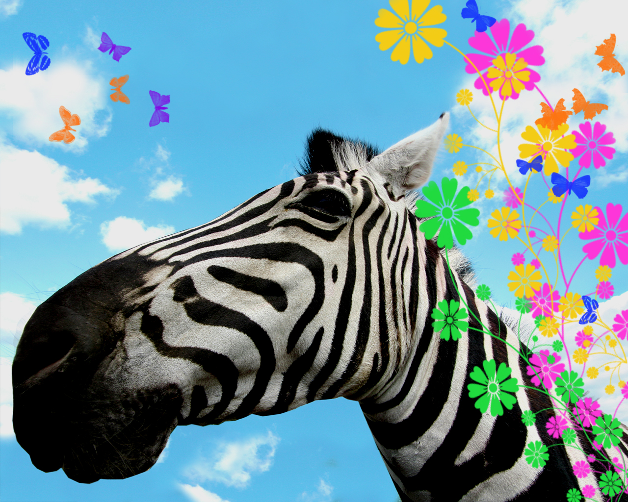 Zebra Picture For Desktop Rainbow