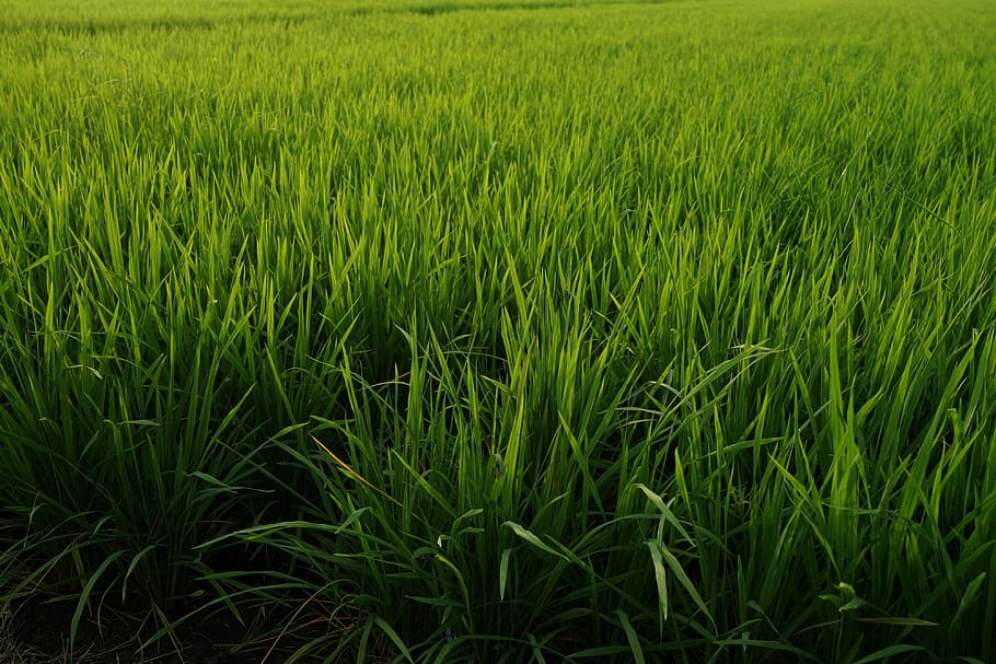 HD Wallpaper Rice Fields Production Malaysia Agriculture