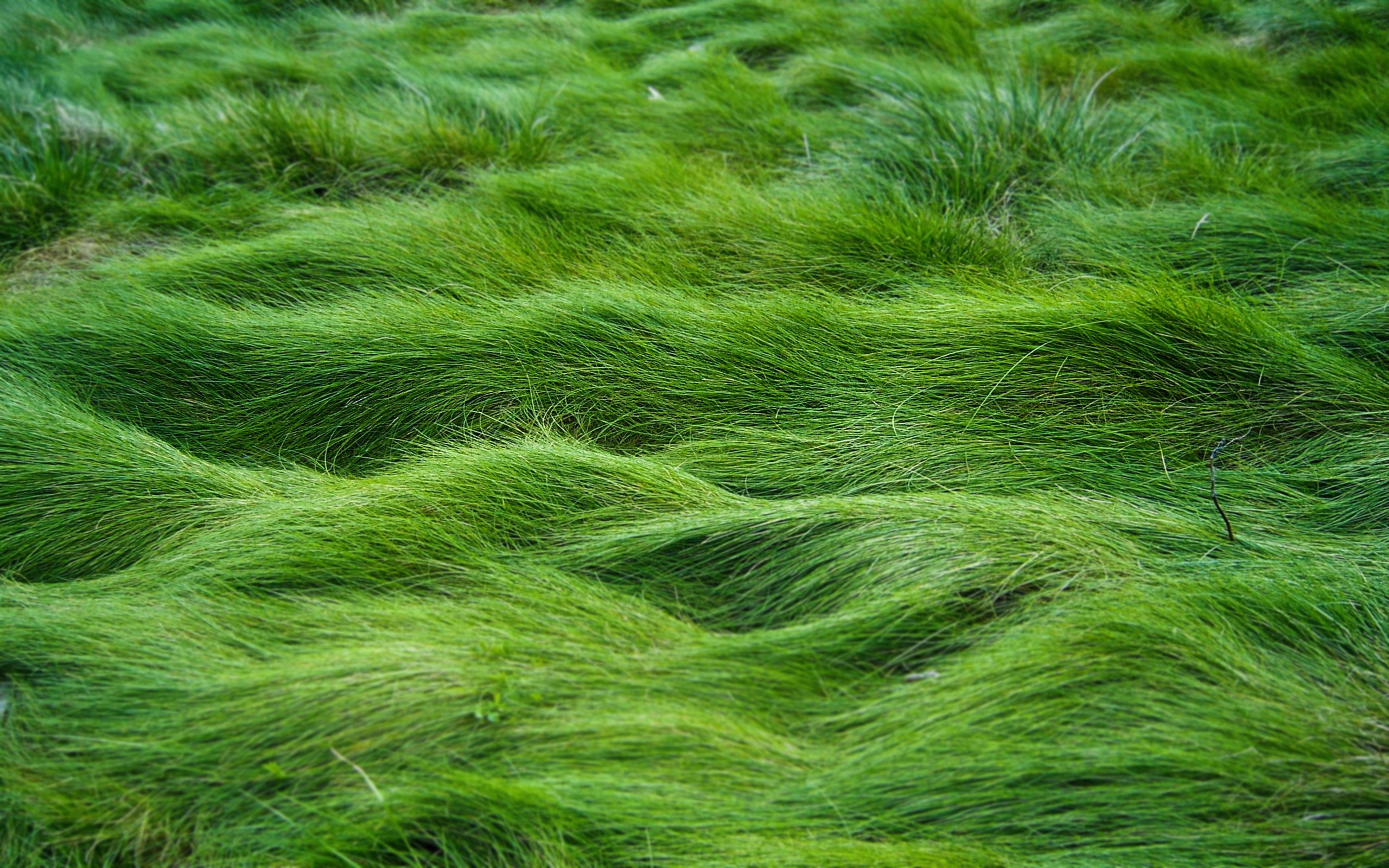 Green Grass Wallpaper HD Cool Walldiskpaper