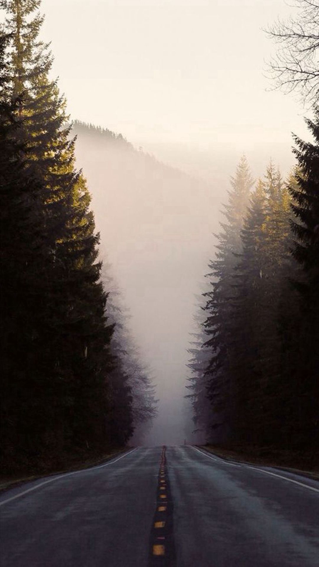 Foggy Forest Photos Download The BEST Free Foggy Forest Stock Photos  HD  Images