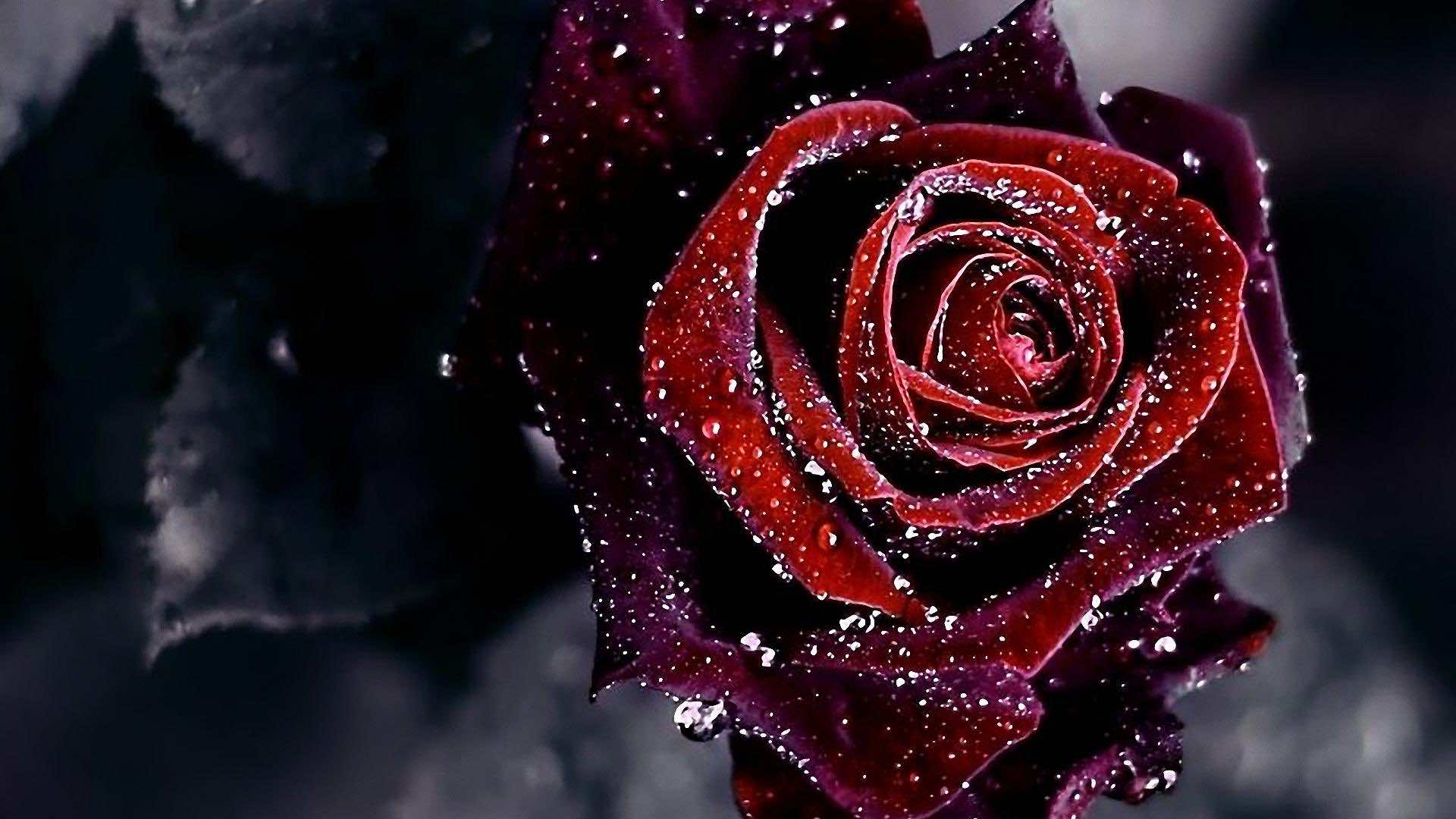 Rose Wallpaper For HD