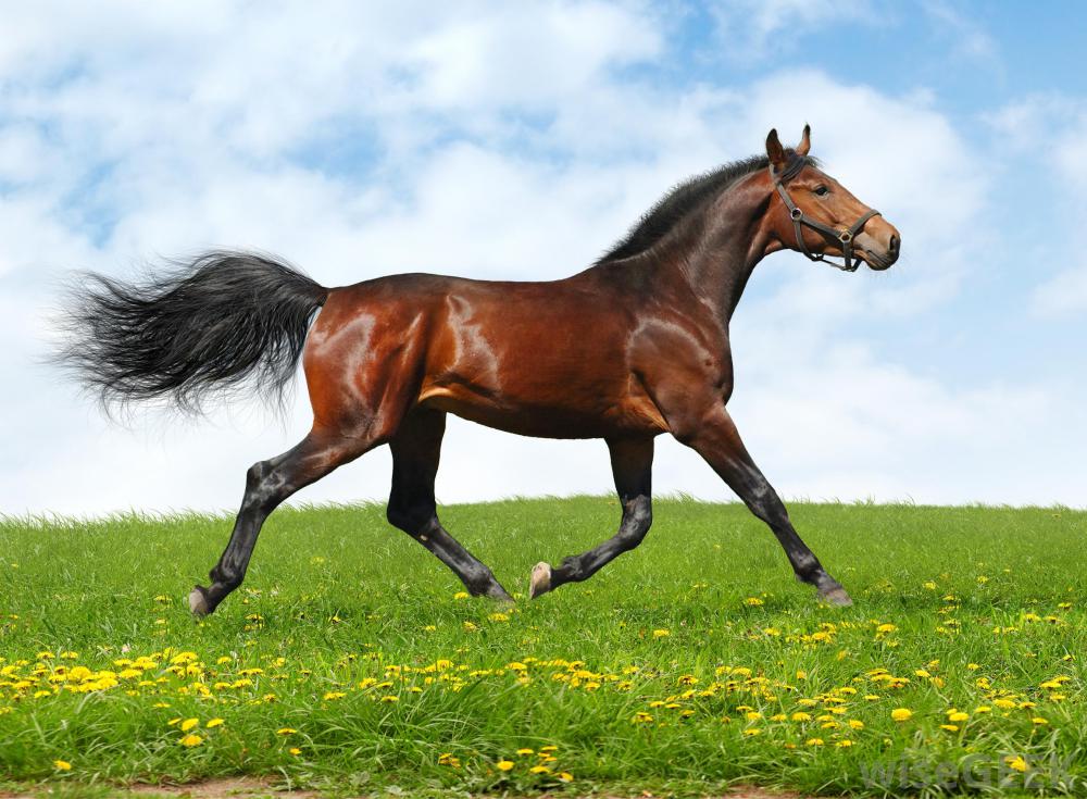Free Download Horses Galloping 142 Wallpapers 1000x735 For Your Desktop Mobile Tablet Explore 41 Galloping Wallpaper Galloping Wallpaper