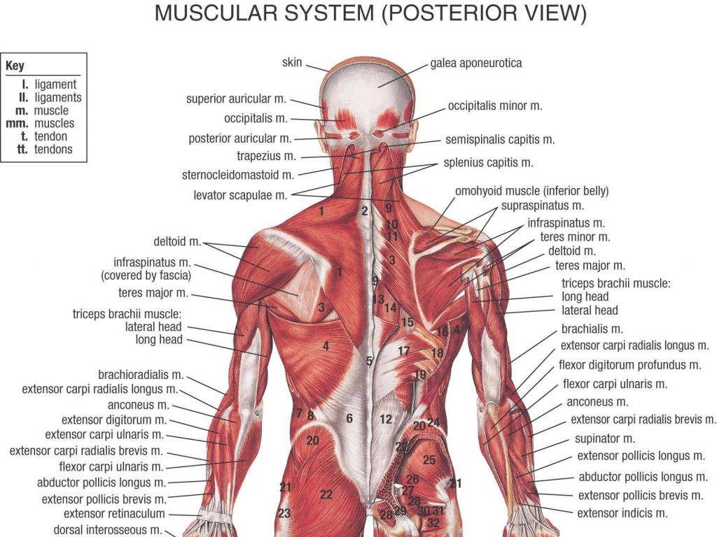 Anatomy human body art wallpaper HQ WALLPAPER   995