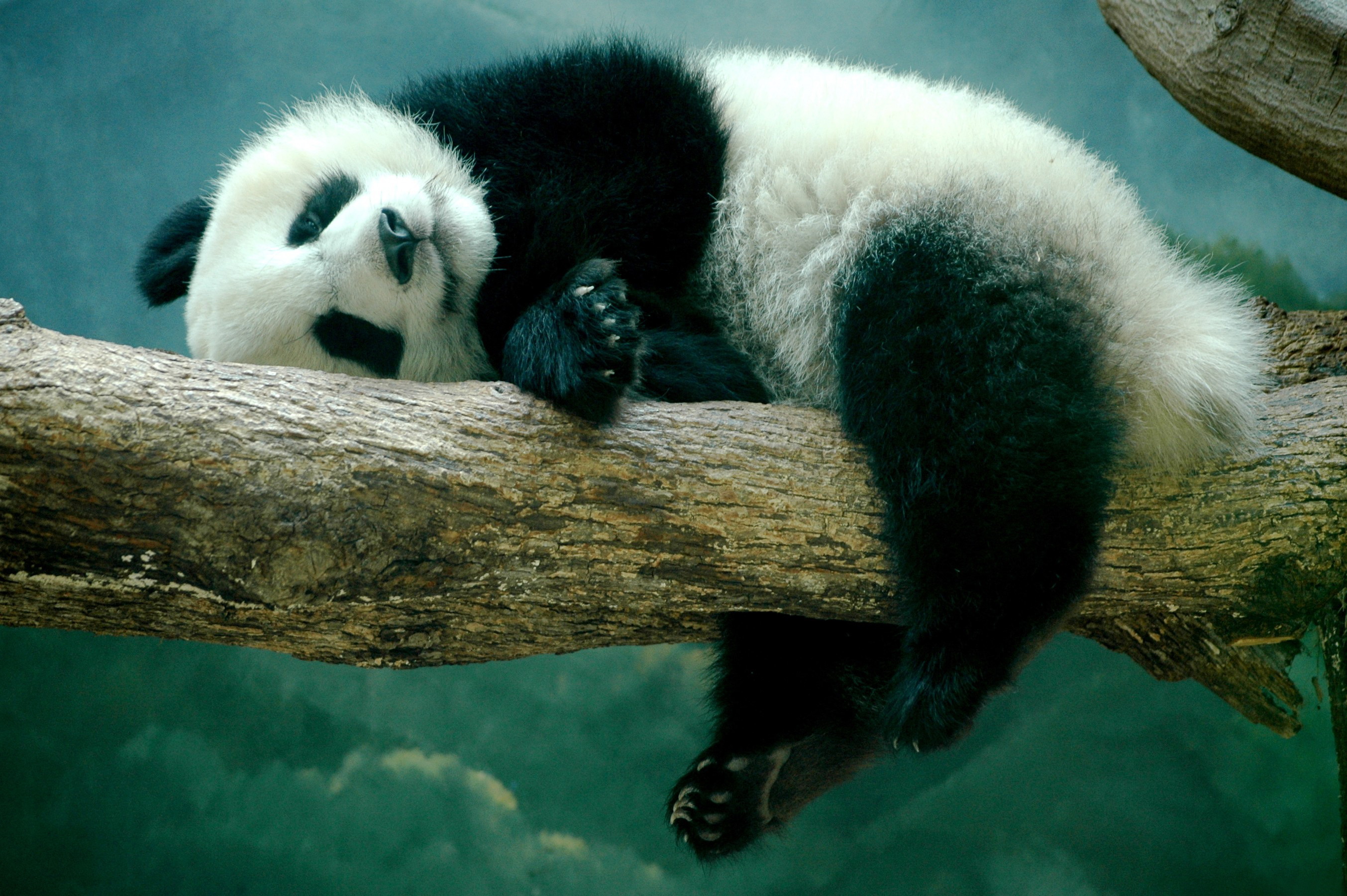Cute Branch Sleeping Animal Panda HD Wallpaper