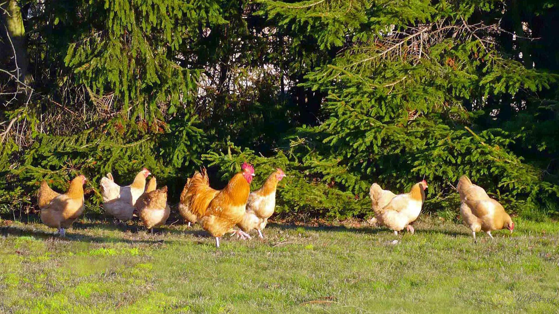 Chicken Wallpaper HD