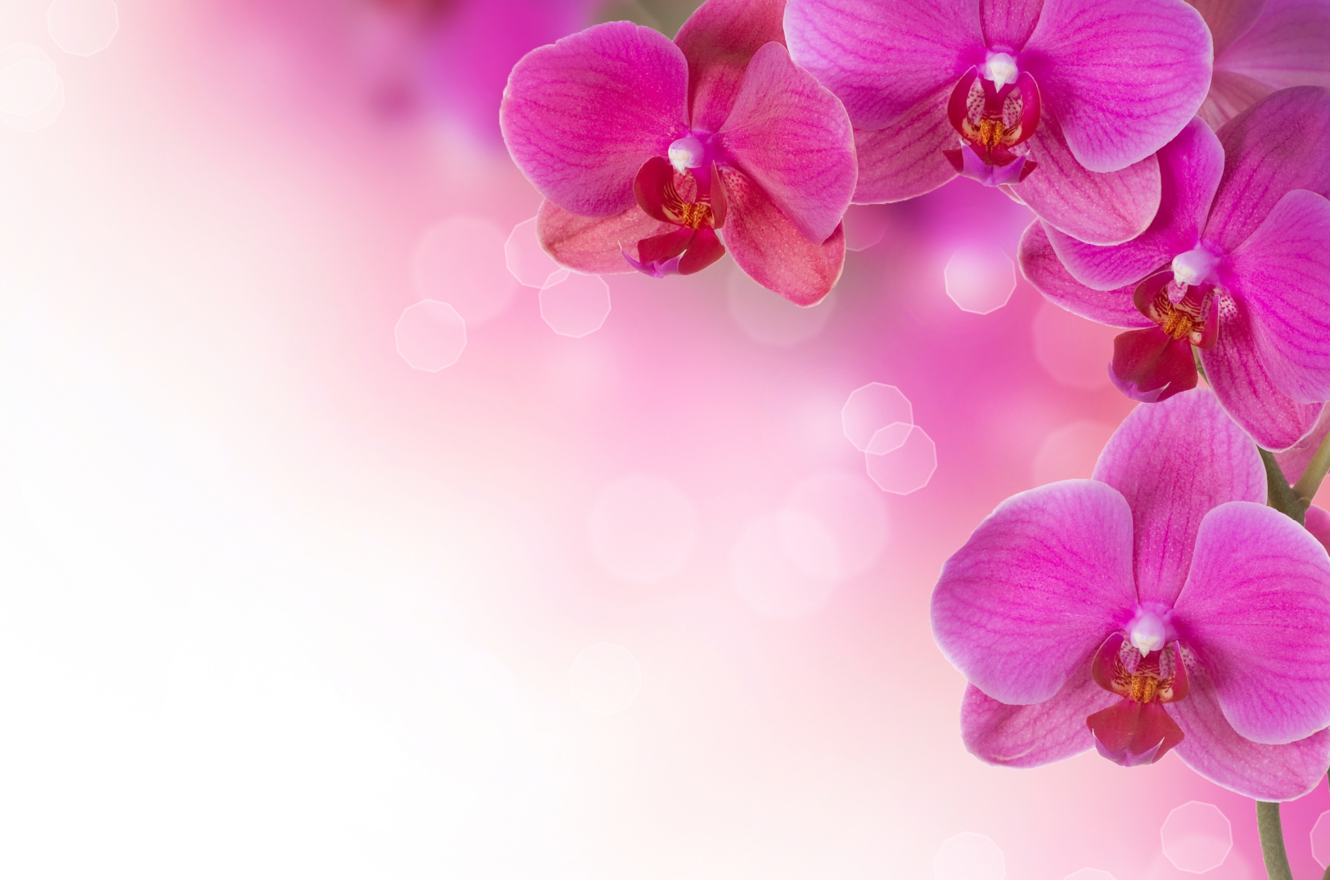 Pink Orchid Flowers Plants Wallpaper