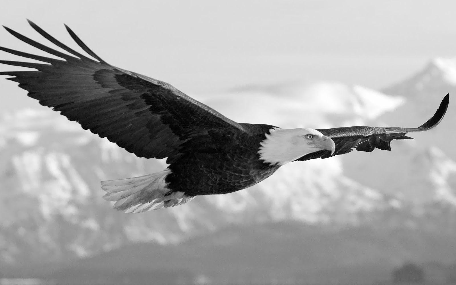 Black And White Eagle Photo With A Flying High In The Air