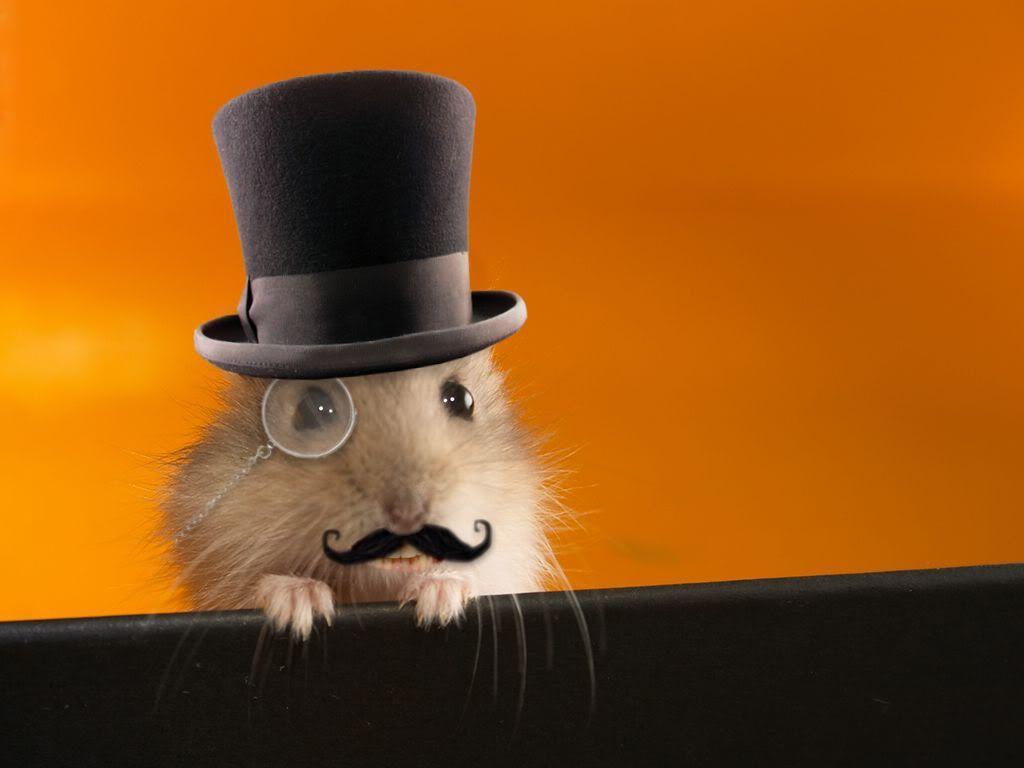 Funny Hamster Wallpapers WallpaperSafari