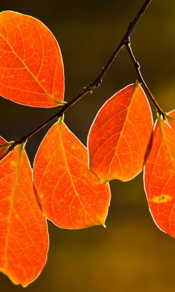 Elegant Windows Phone Autumn Wallpaper All About Natural Beauty