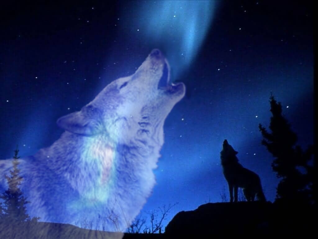 Howling Wolf Moon Wallpaper Wolf Howling at The Moon