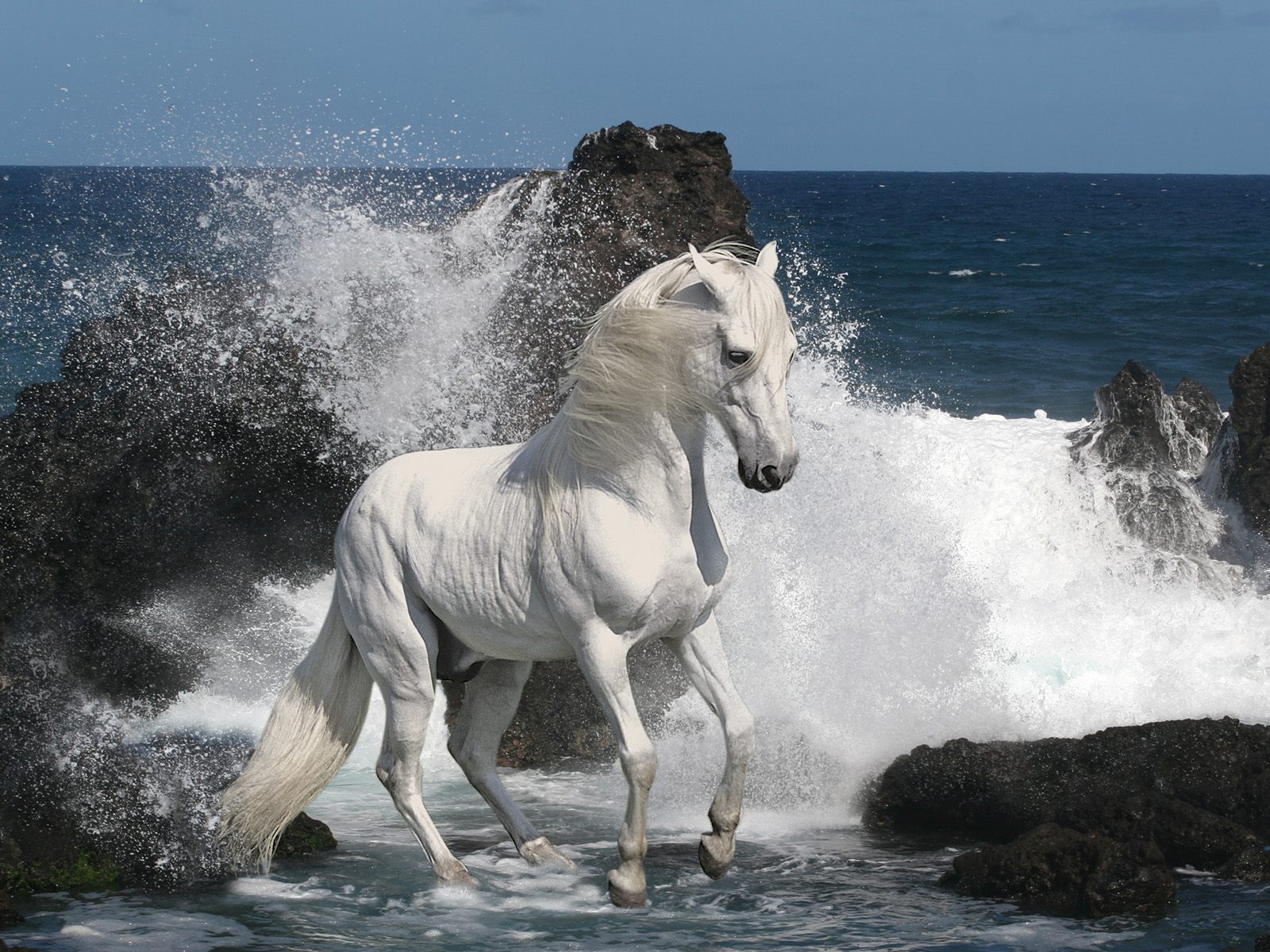 Cute White Coloured Horse Pictures Photos Wallpaper Running