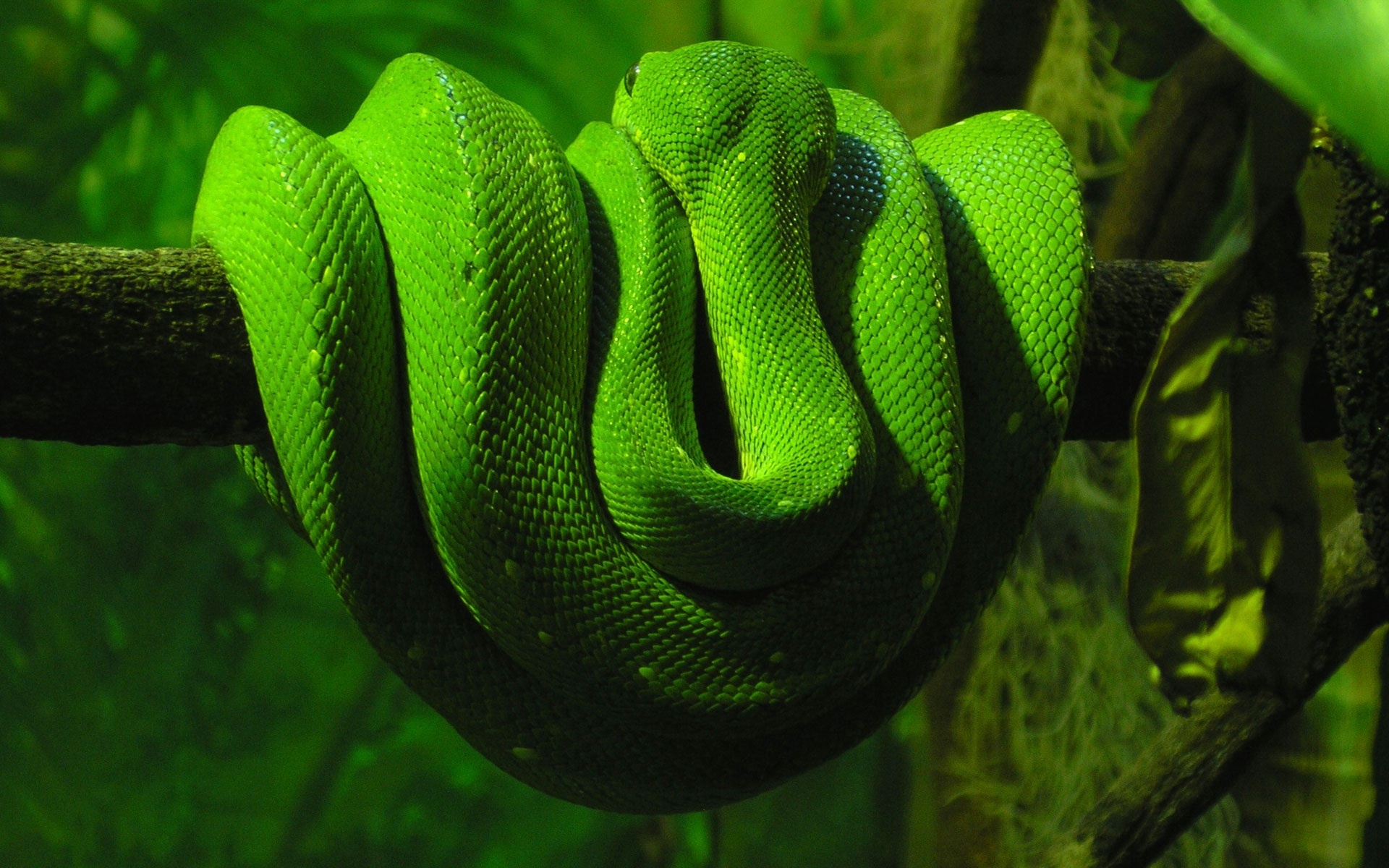 Green Snake Wallpapers HD Wallpapers