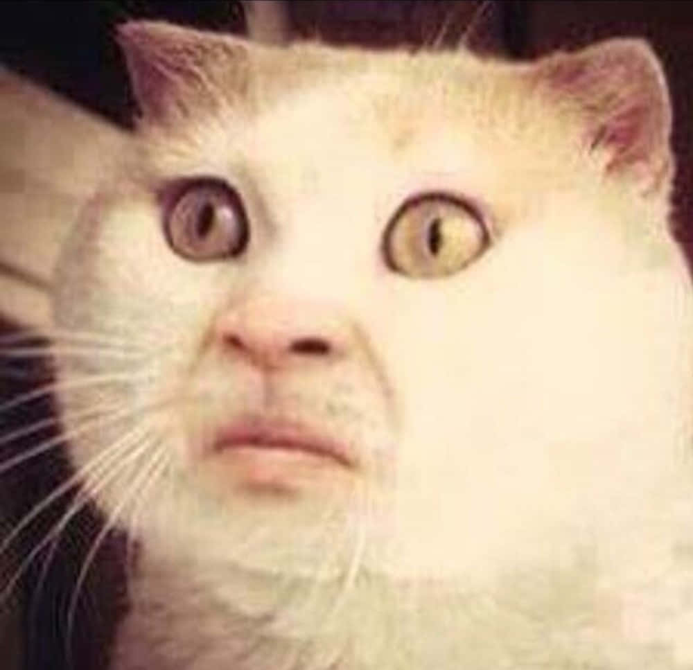 Cat Meme Picture Wallpaper