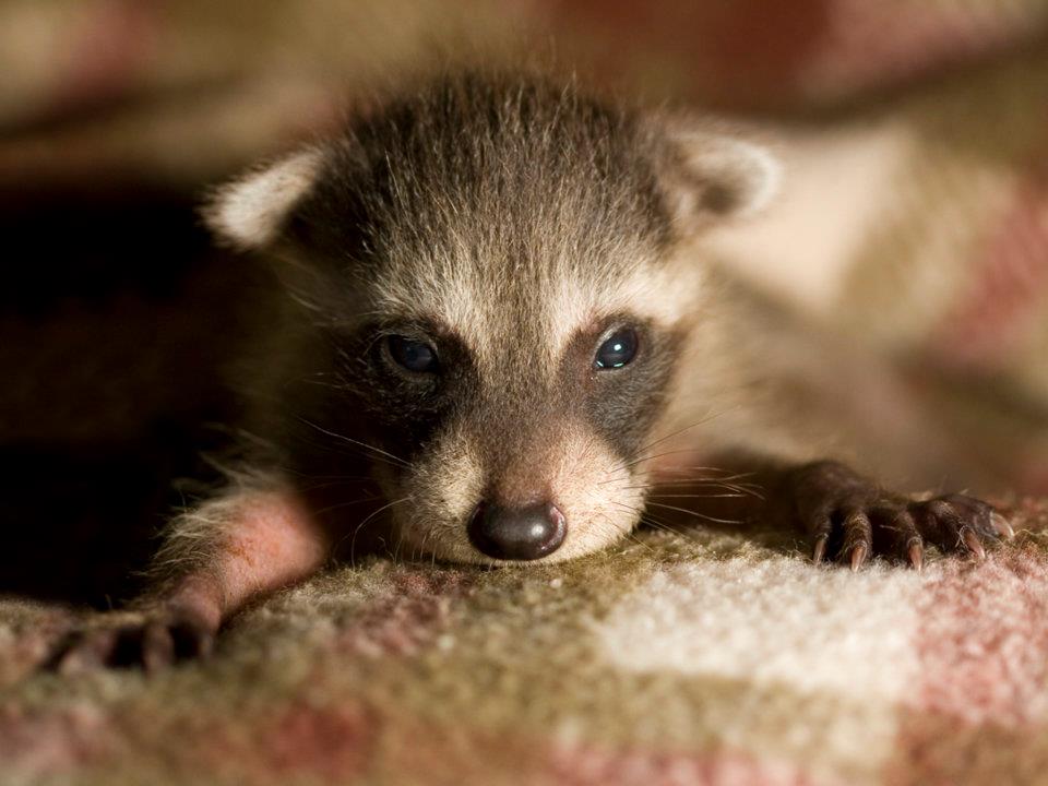 Baby Raccoon Pictures Desktop Background
