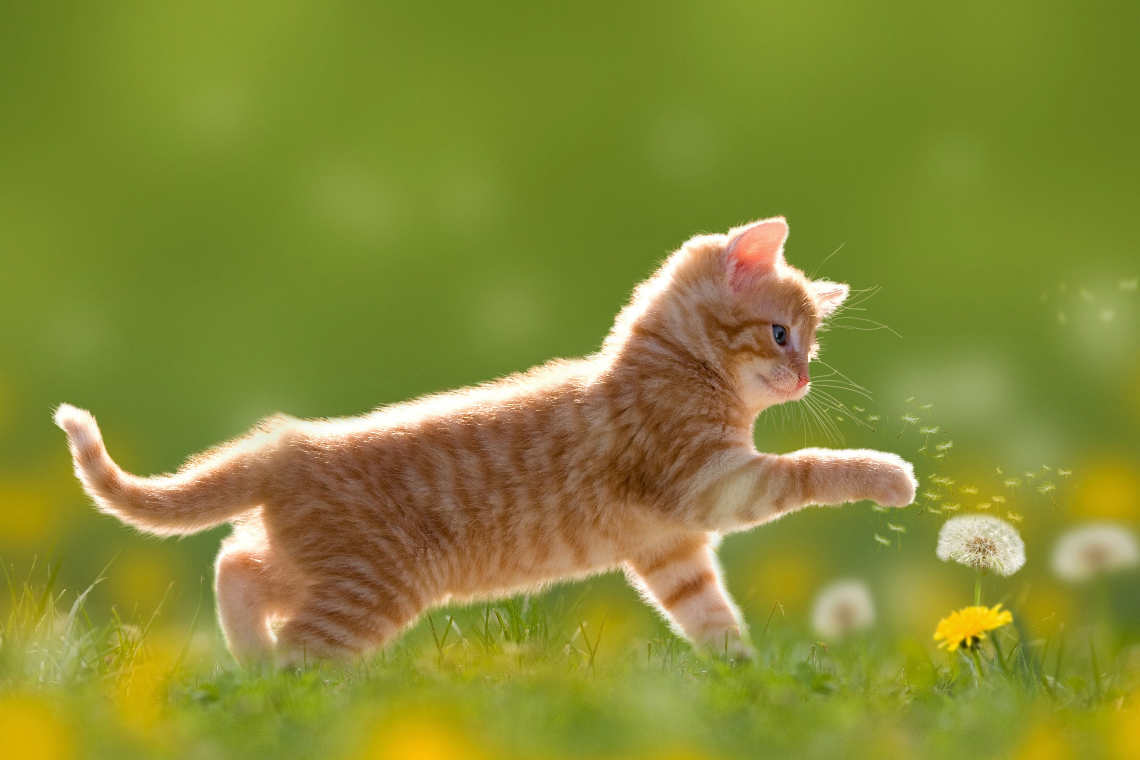 A playful ginger kitten bats at a dandelion in a sunlit field, showcasing adorable feline curiosity