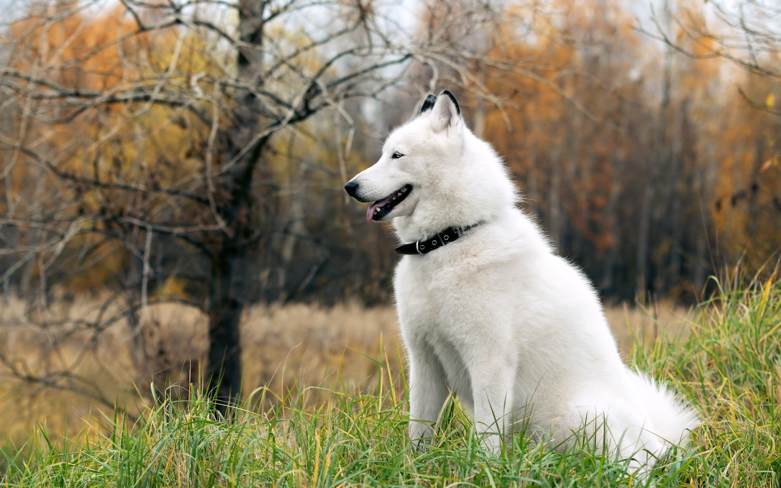 Siberian Husky Dog White Radiope Desktop Wallpaper