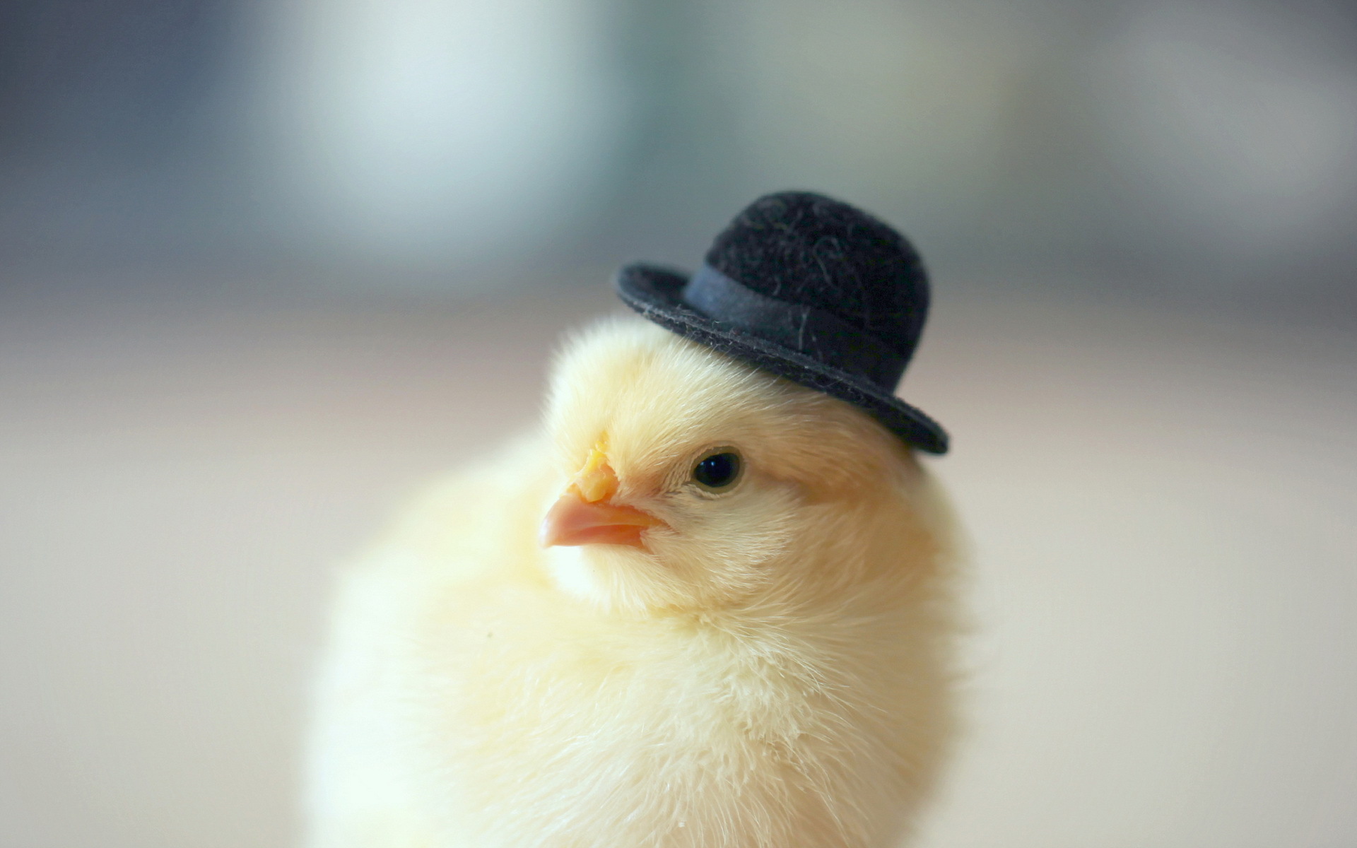 Chicken Full HD Wallpaper And Image