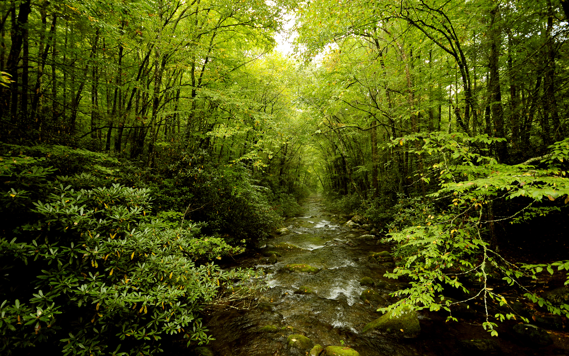 🔥 Free Download Wallpaper Nature Forest River Green Image Hd Desktop
