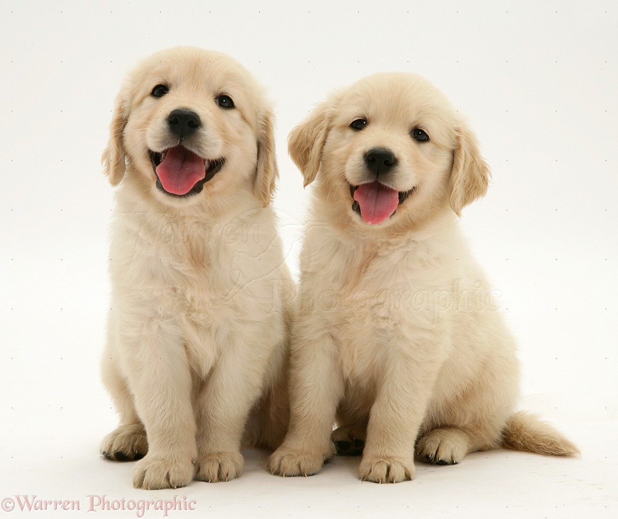 Dogs Two Golden Retriever Pups Sitting Photo Wp14084
