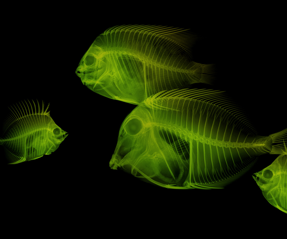 Xray Fish Animal Wallpaper Gallery Android Forum A Munity