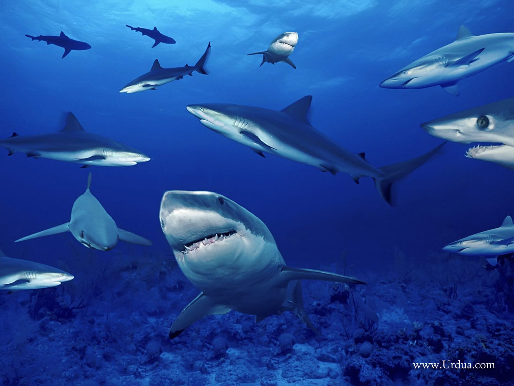 Gray Reef Sharks Attacks Orignal Laptops Wallpaper