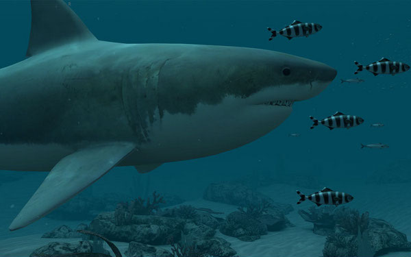 Sharks Great White 3d Desktop Wallpaper And Themes