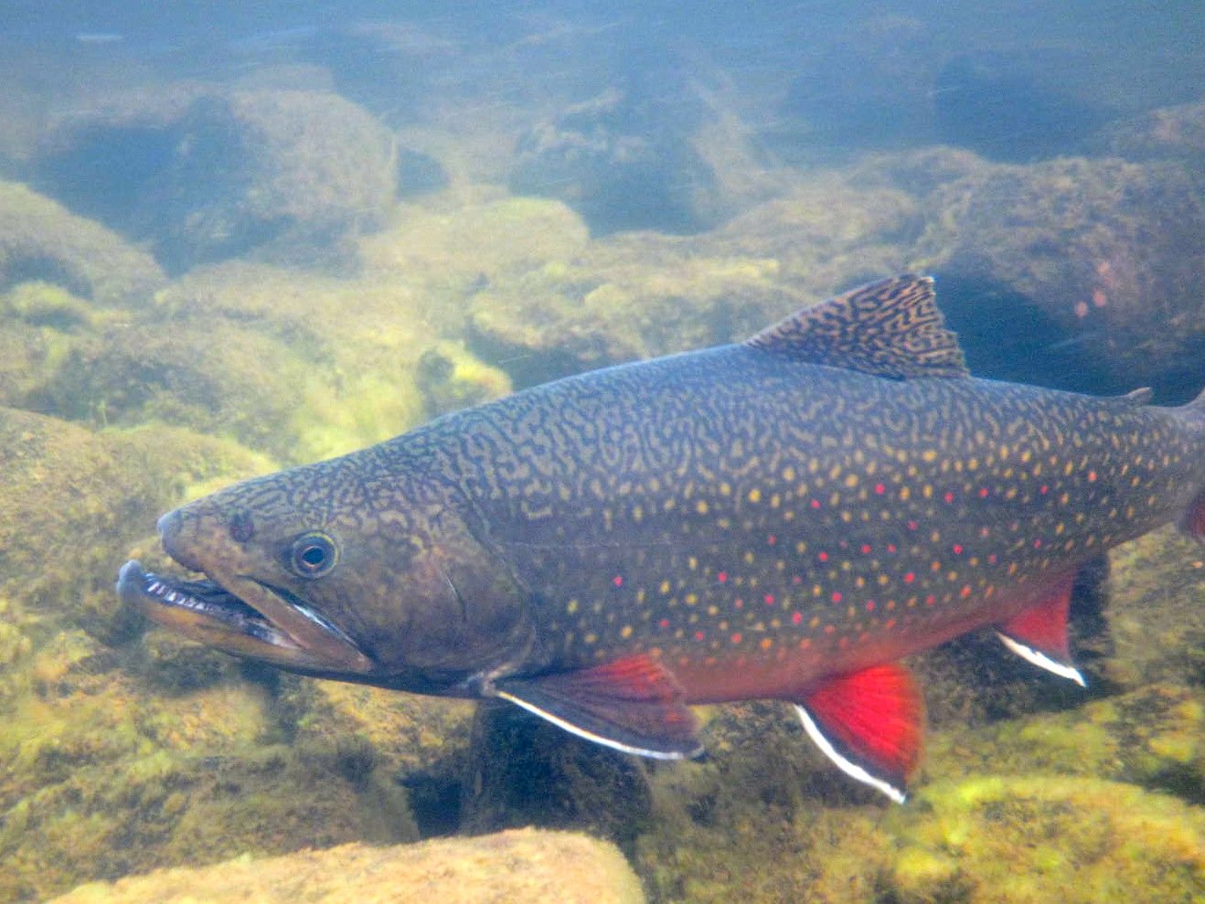 Brook Trout Wallpaper Brook trout tagging program 1318x989