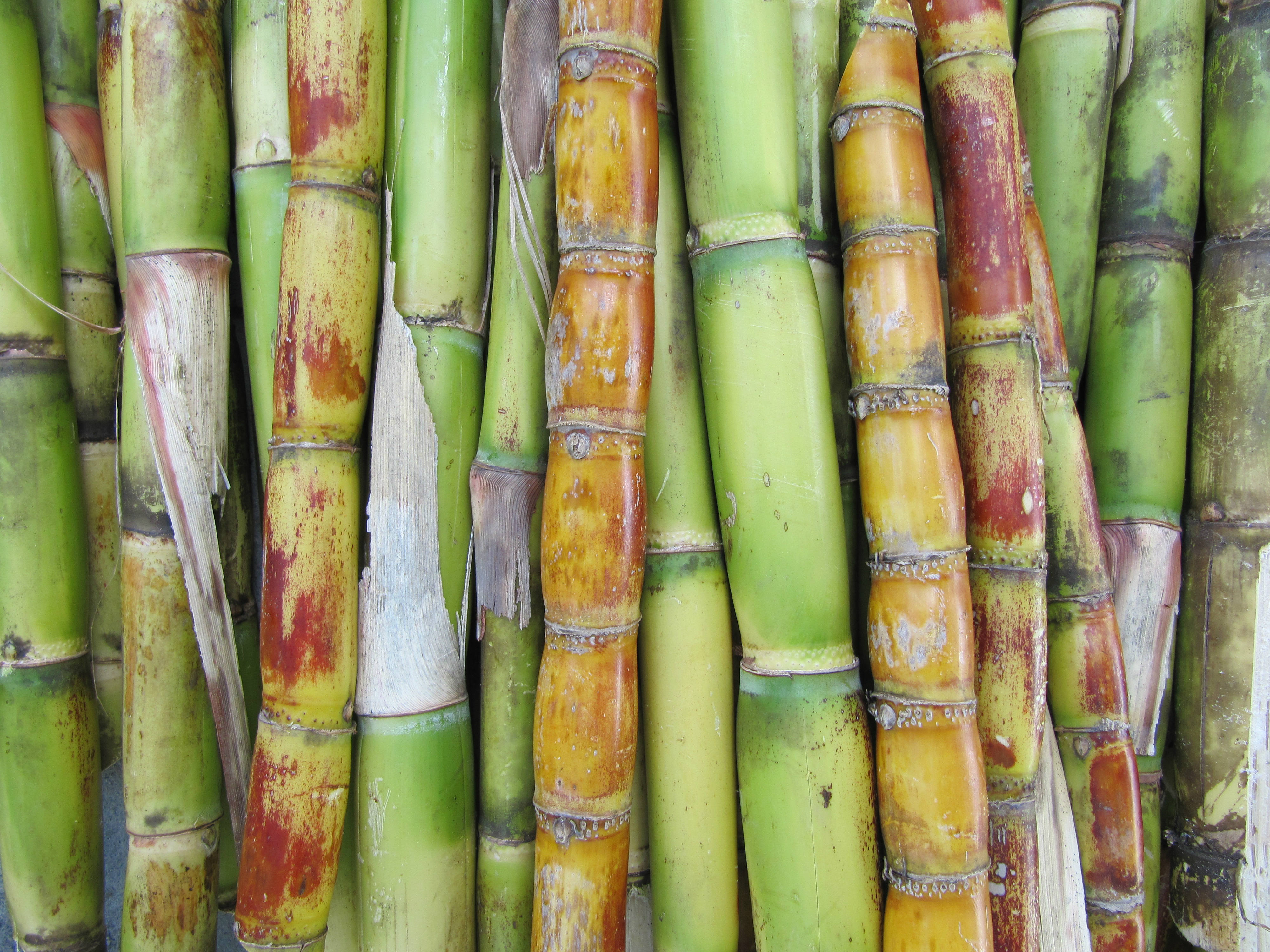 Sugar Cane You Can Eat Raw