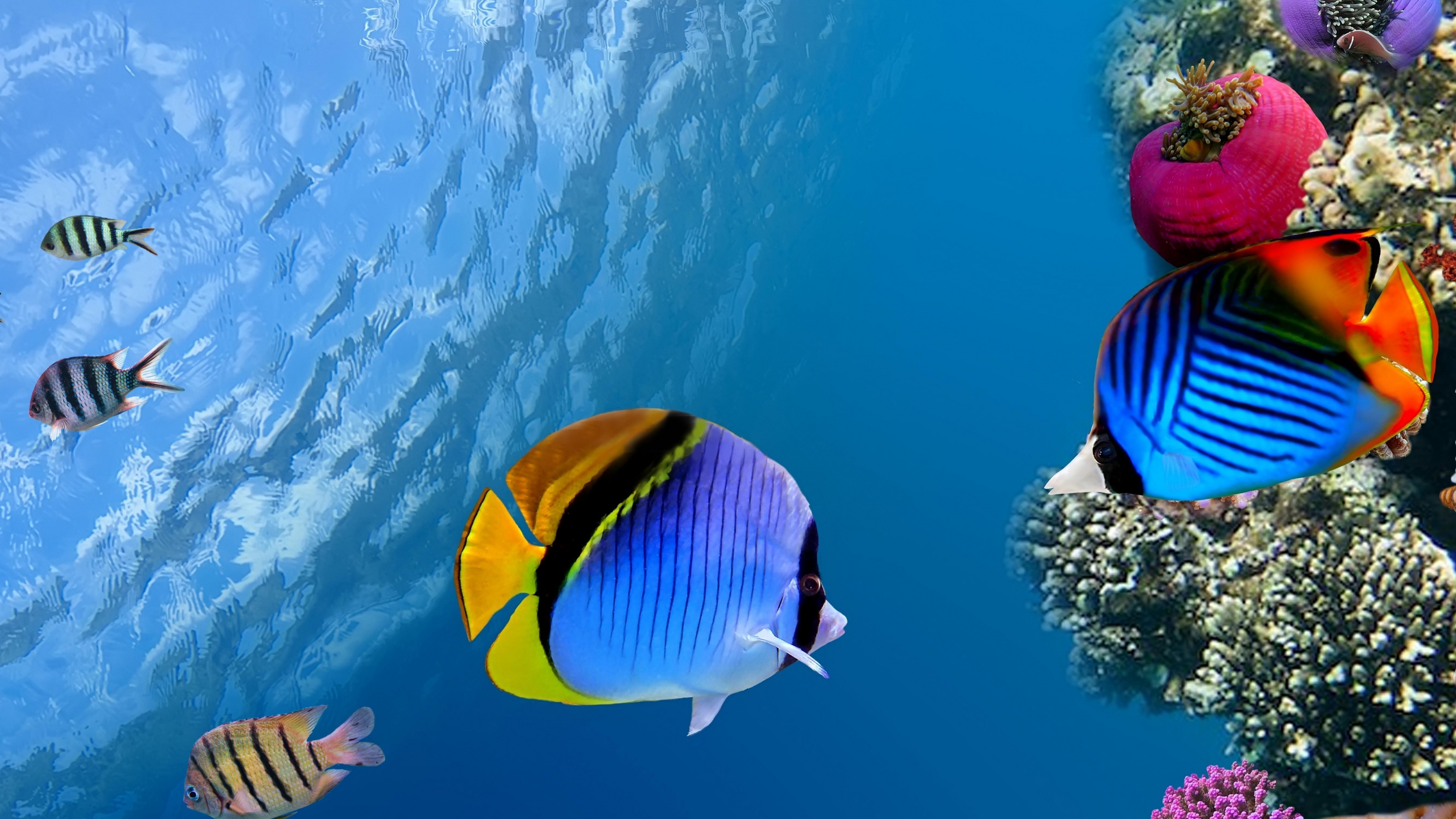  Under water Coral Fish Sea Ocean Wallpaper Background 4K Ultra HD