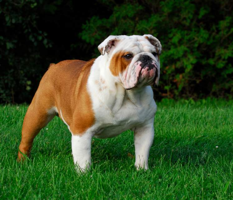 English Bulldog Standing On Grasses Puppies Wallpaper Picture