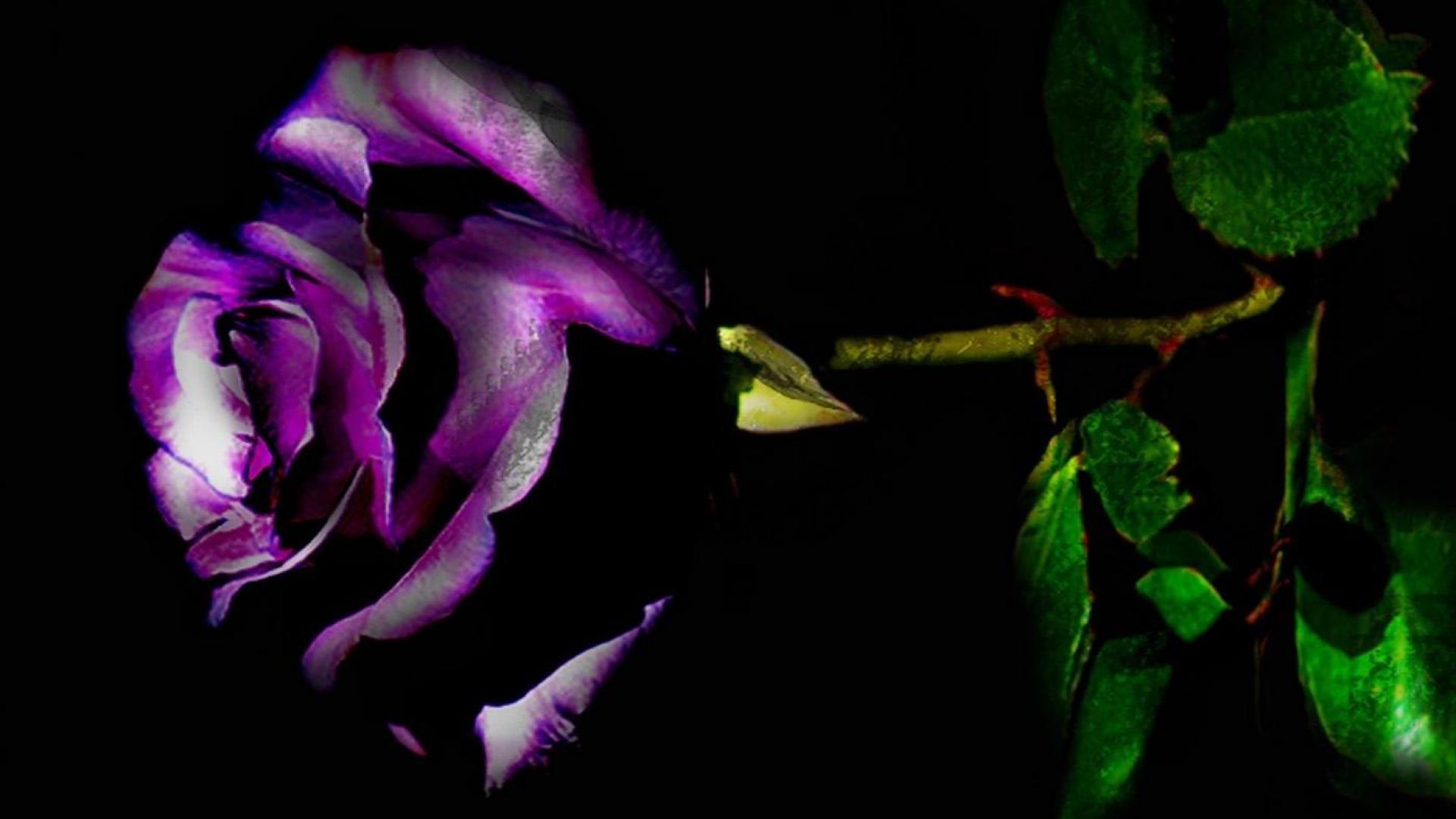 Purple Rose Photo Wallpaper High Definition Quality