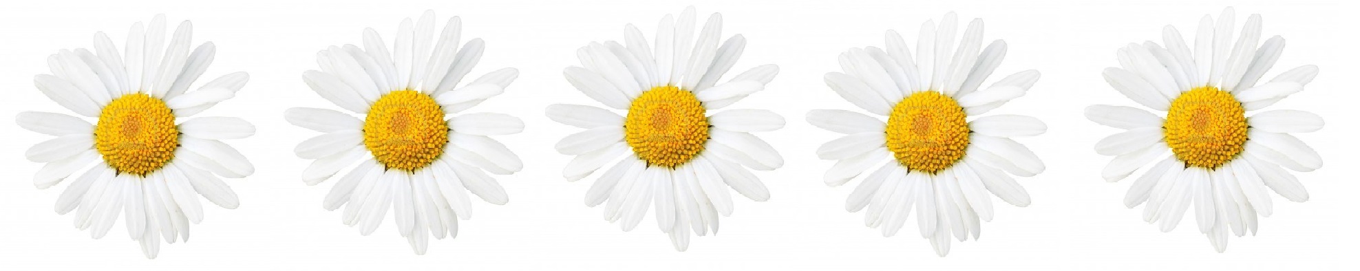 Displaying Gallery Image For Daisies Background