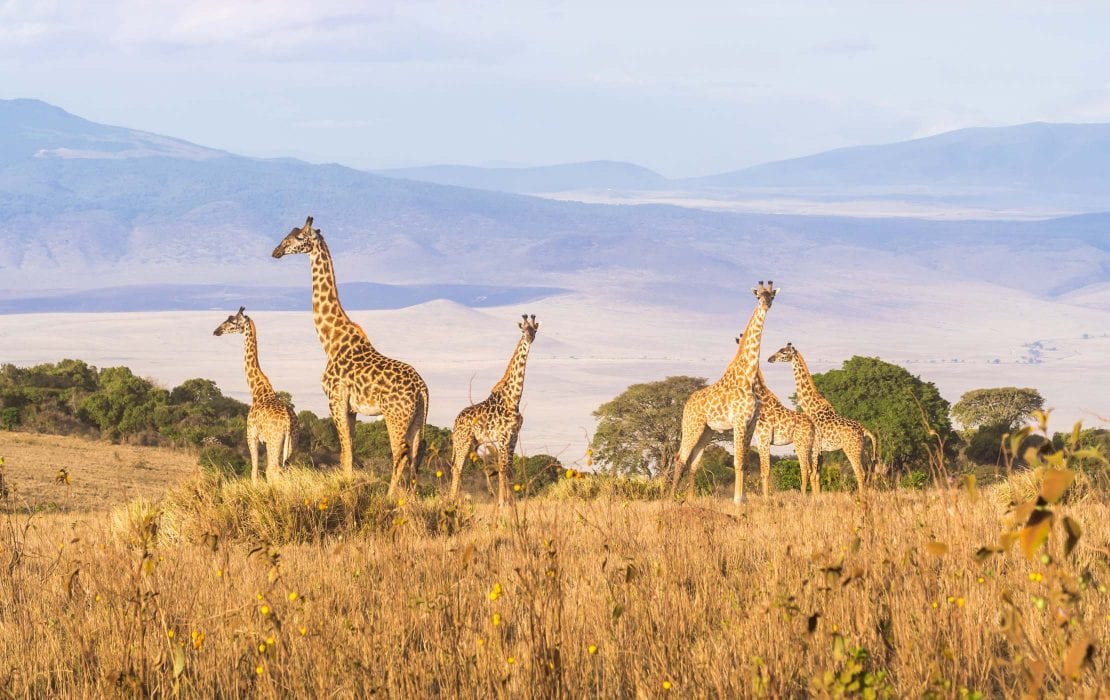 Ngorongoro Crater Tanzania Africa Safari Destination Micato
